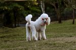 草坪上的白色贵宾犬