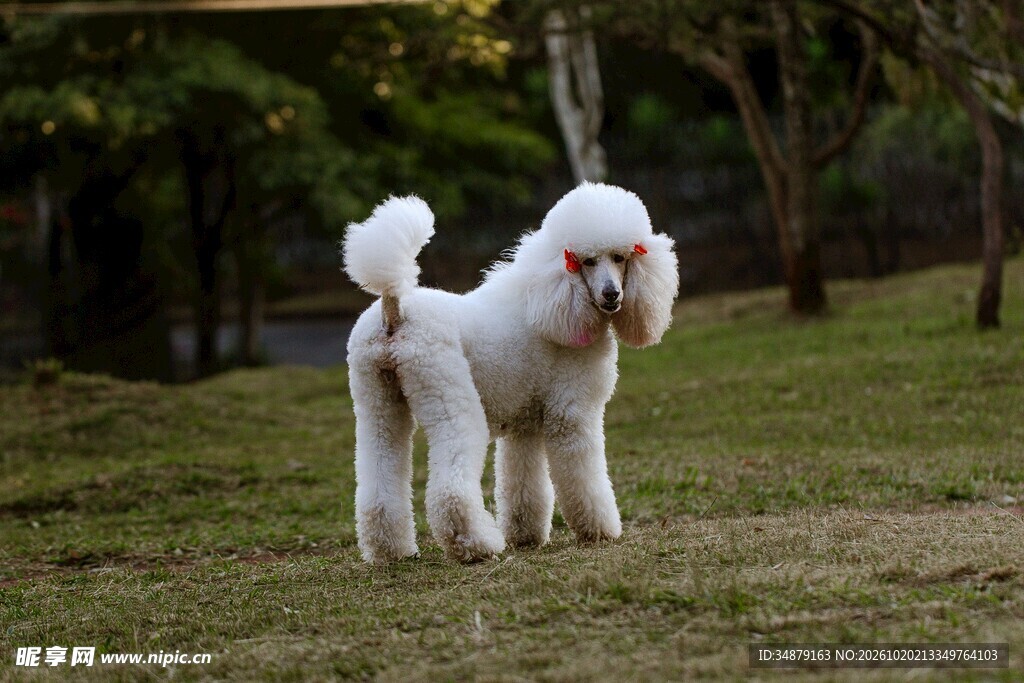 草坪上的白色贵宾犬