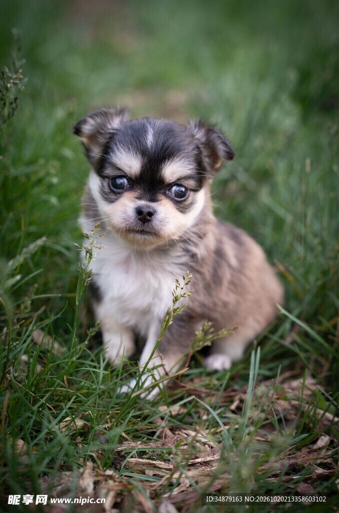 草地上的吉娃娃幼犬