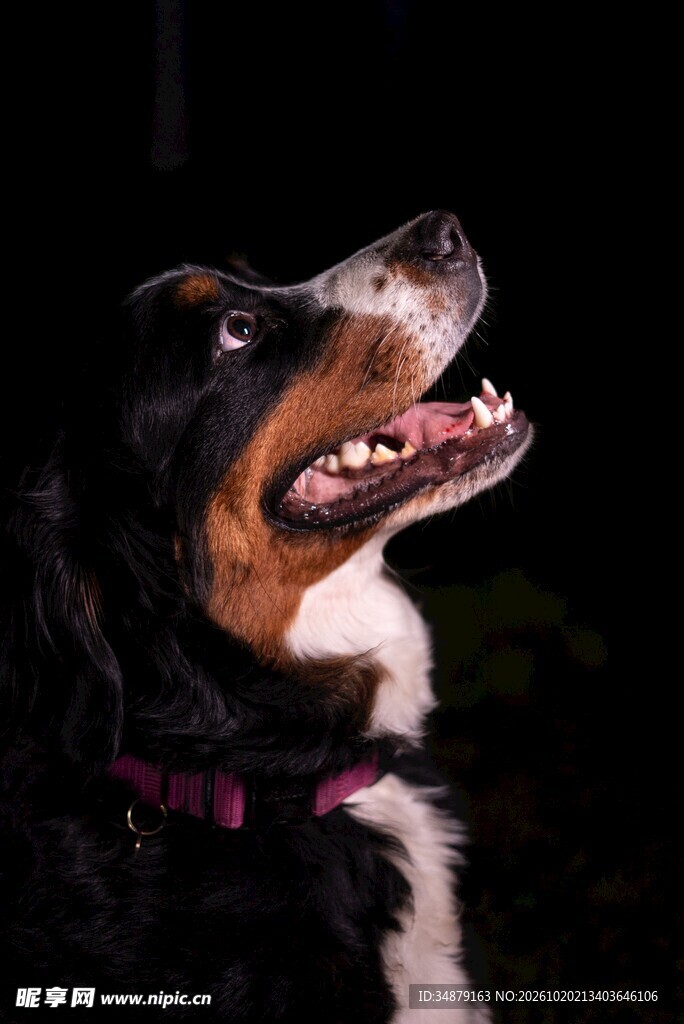 抬头张望的三色宠物犬