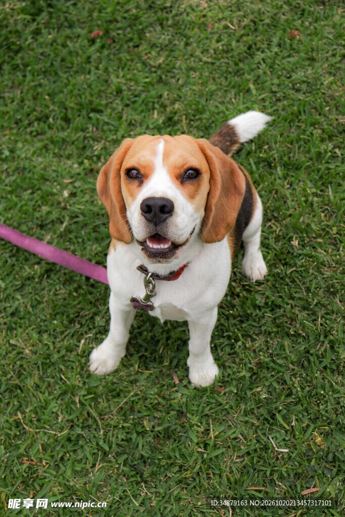 草地上的比格犬