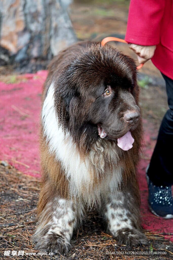 户外坐立的长毛宠物犬