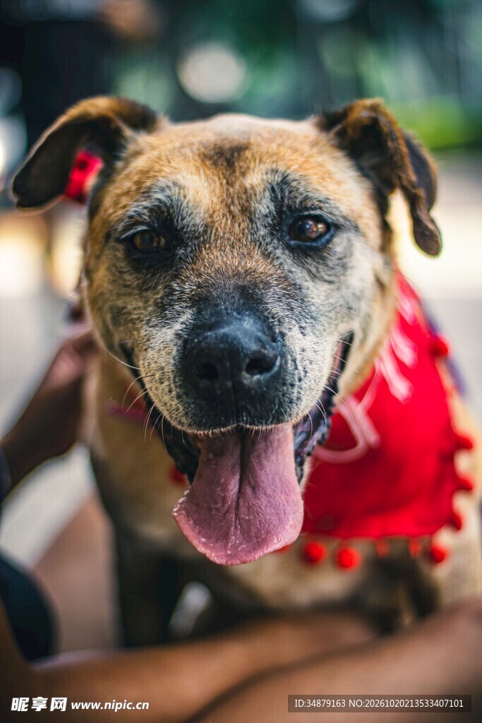 吐舌微笑的可爱狗狗