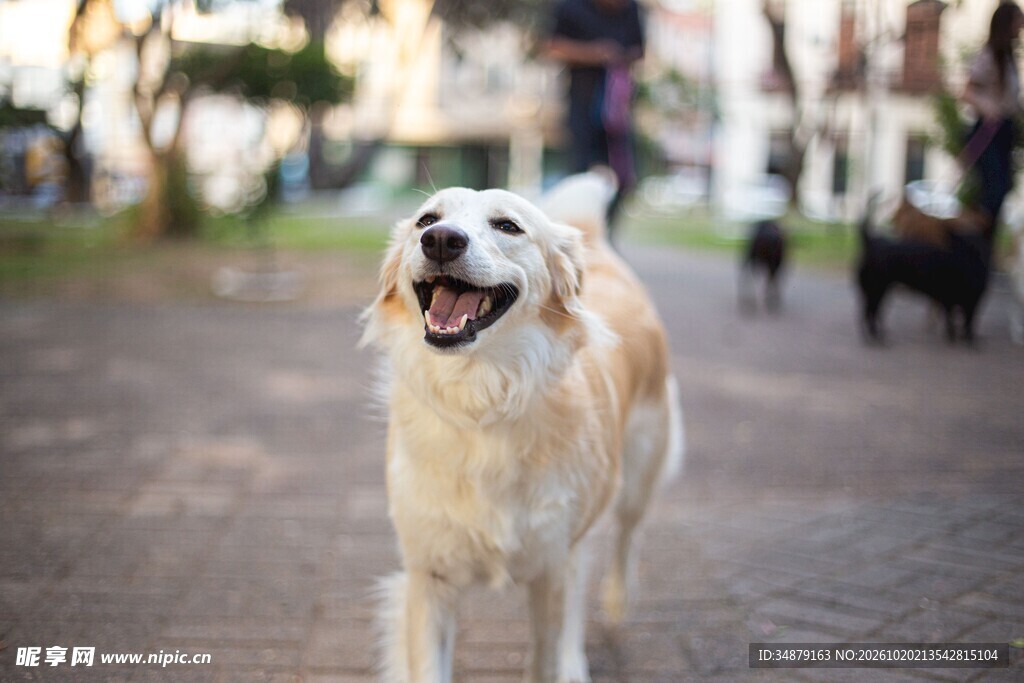 欢快奔跑的金毛犬