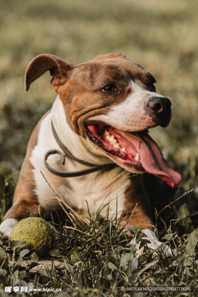 开心吐舌的斯塔福犬