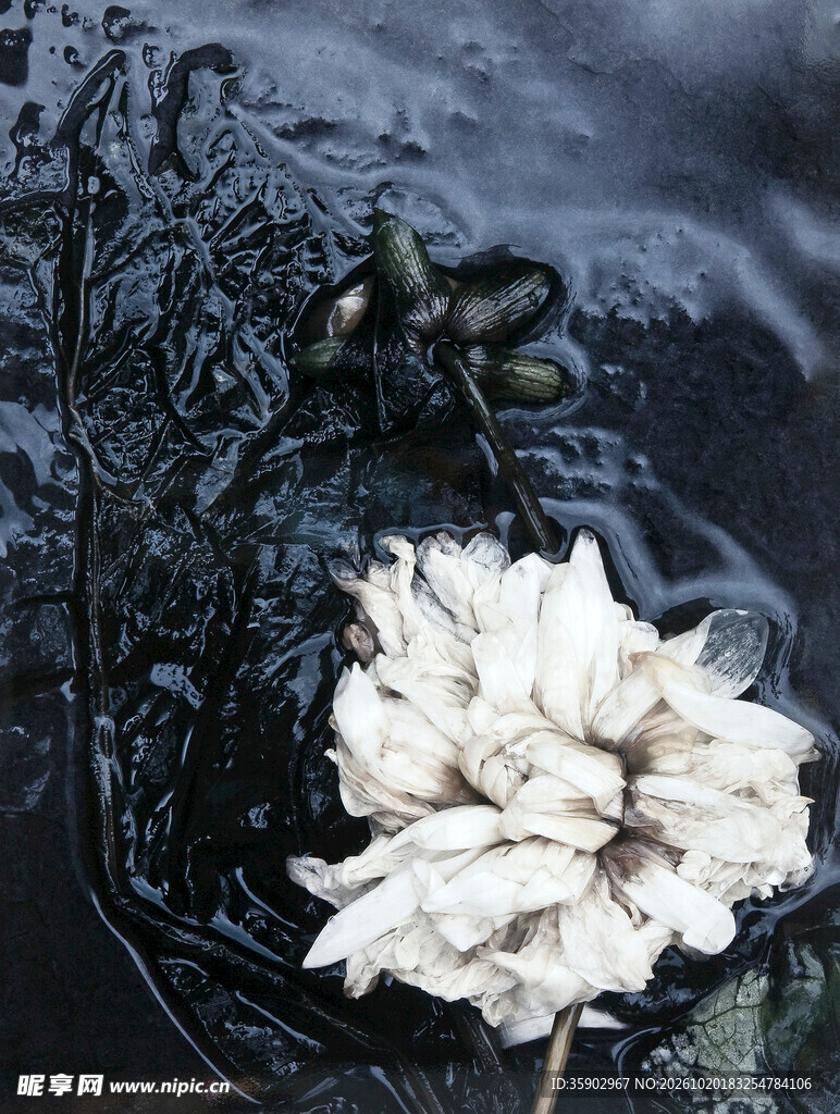 暗调干花静物特写