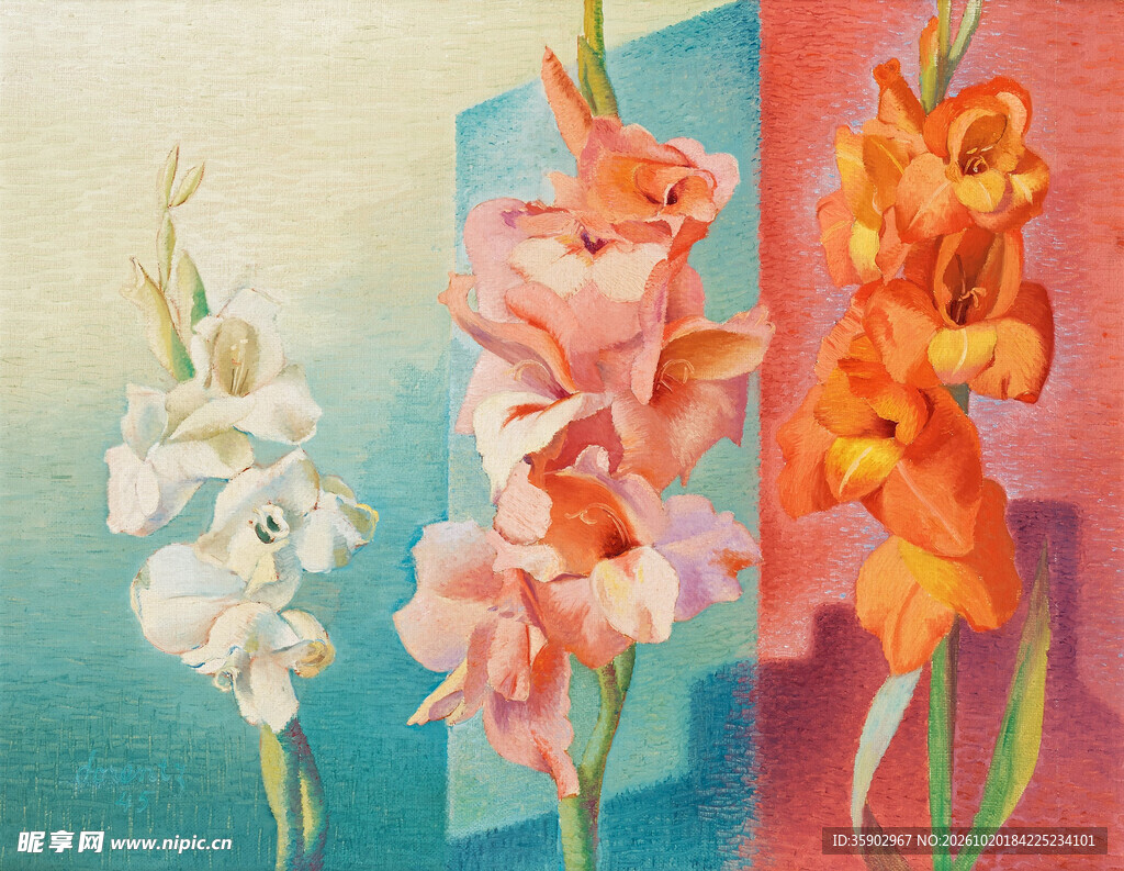 三色唐菖蒲创意花卉插画
