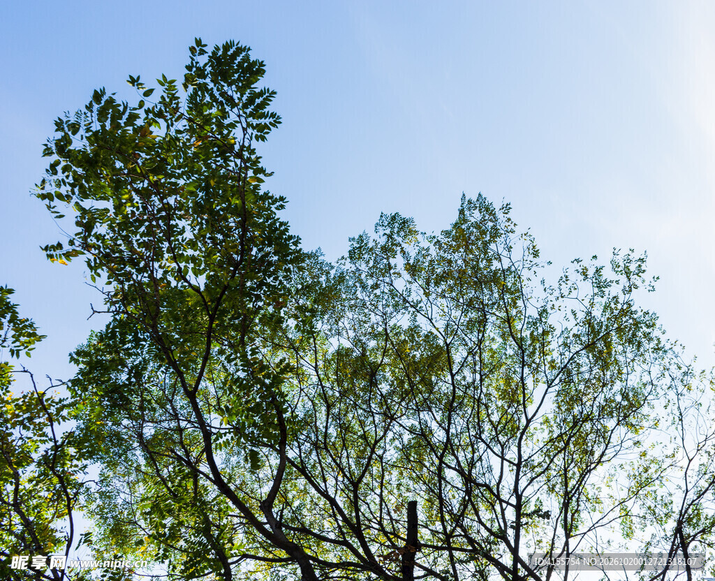 晴空下的绿树