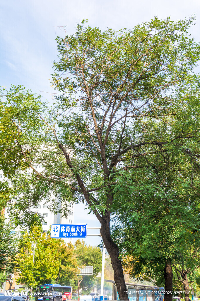 街边行道绿树景观