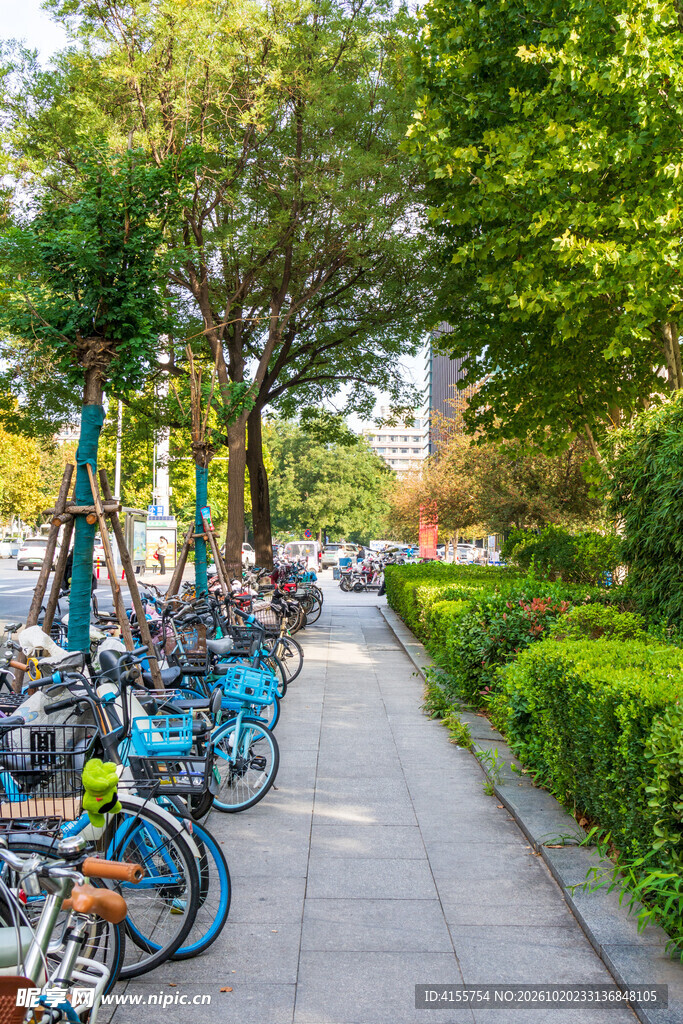 城市林荫步道街景