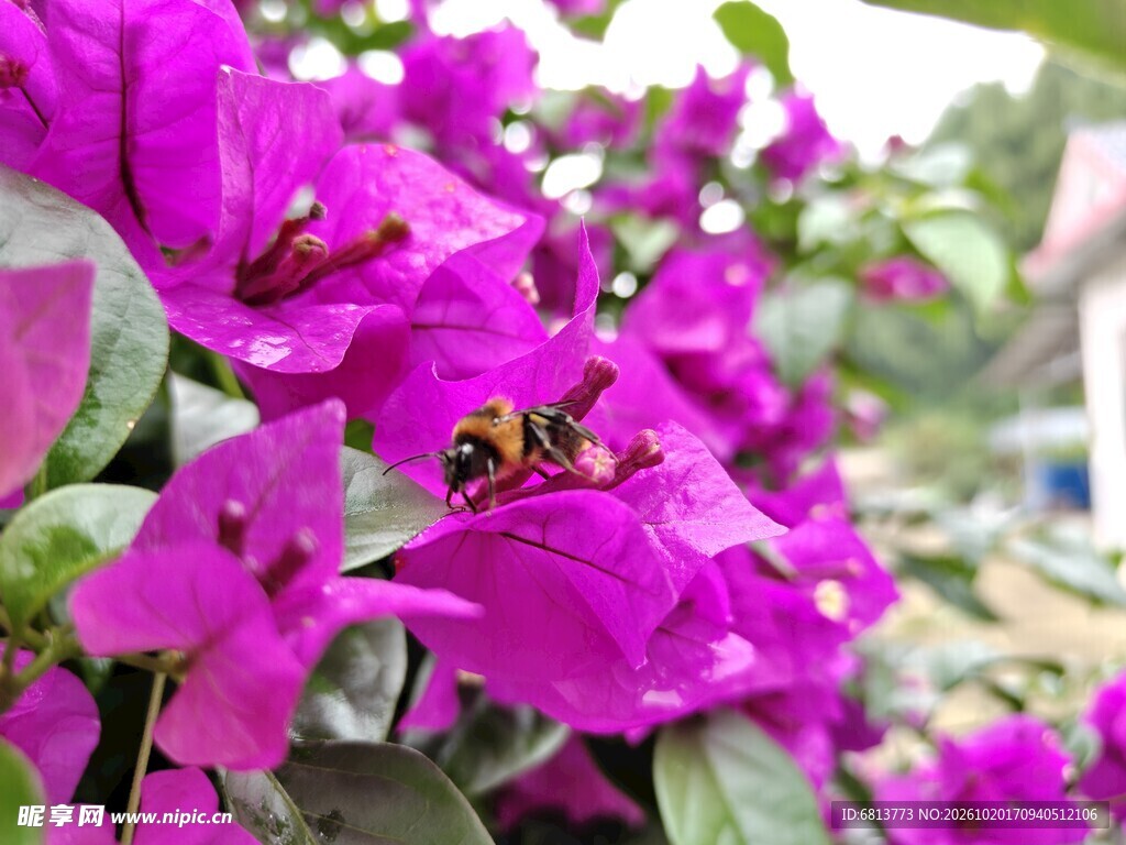 三角梅上采蜜的小蜜蜂