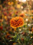 暖光下的橙色百日菊