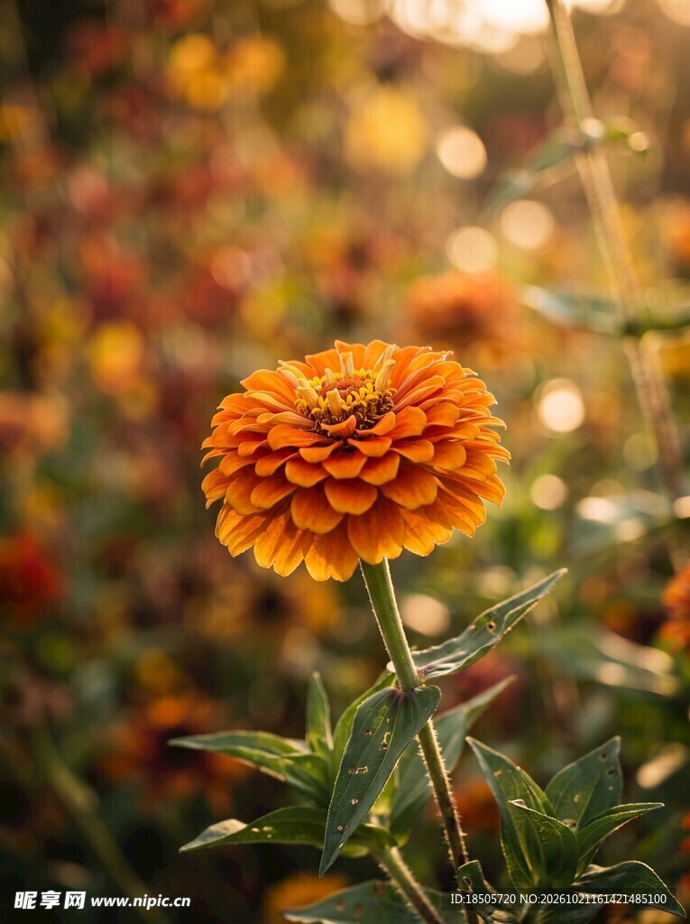 暖光下的橙色百日菊