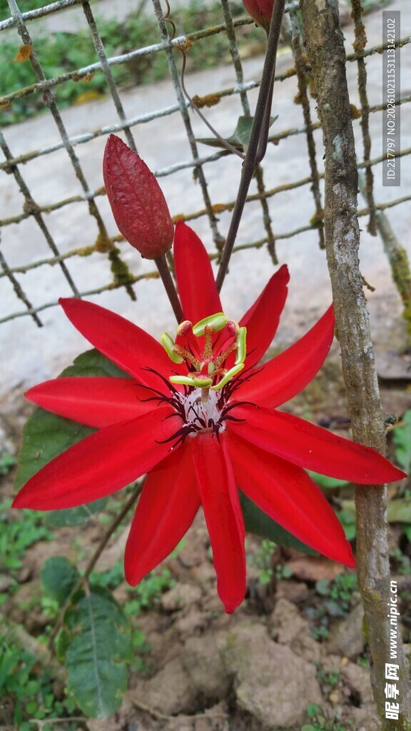 红花