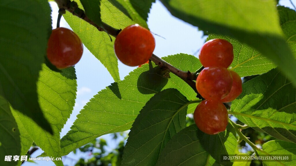 樱桃