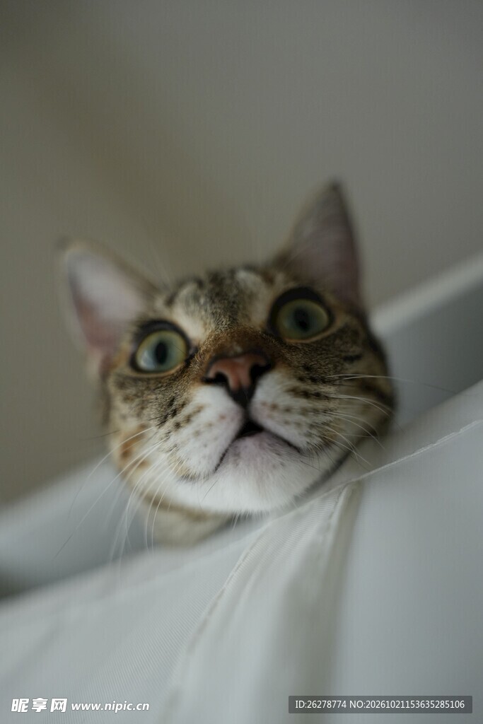 好奇探出头的虎斑猫