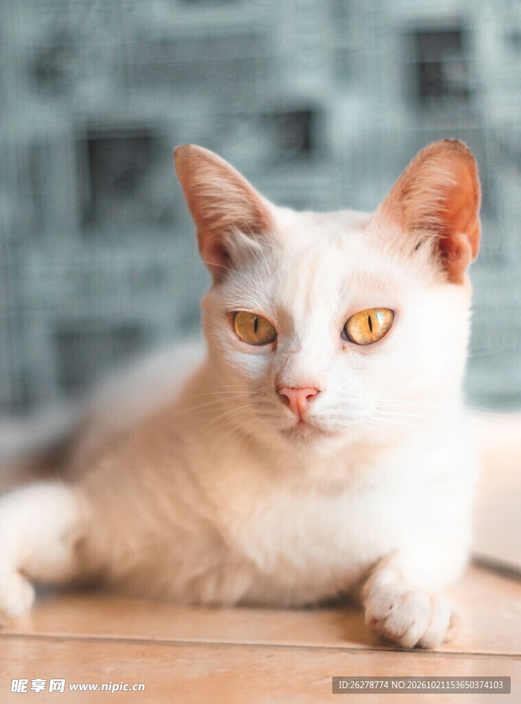 居家趴卧的白色小猫
