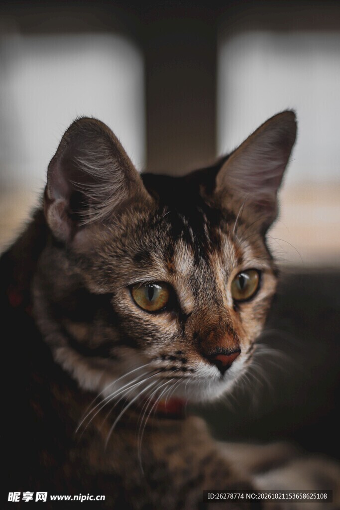窗边虎斑猫特写