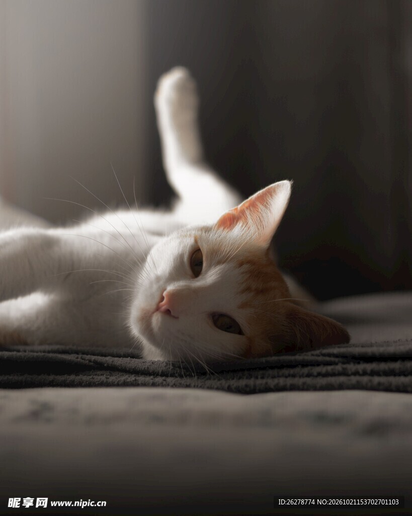 阳光下慵懒躺卧的小猫