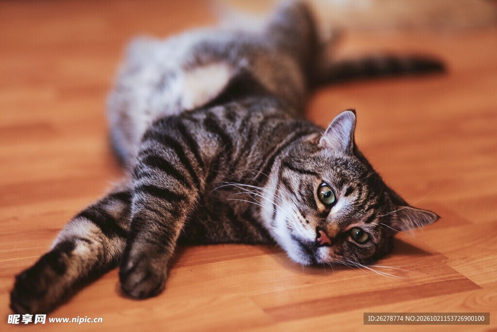 慵懒躺卧的虎斑猫