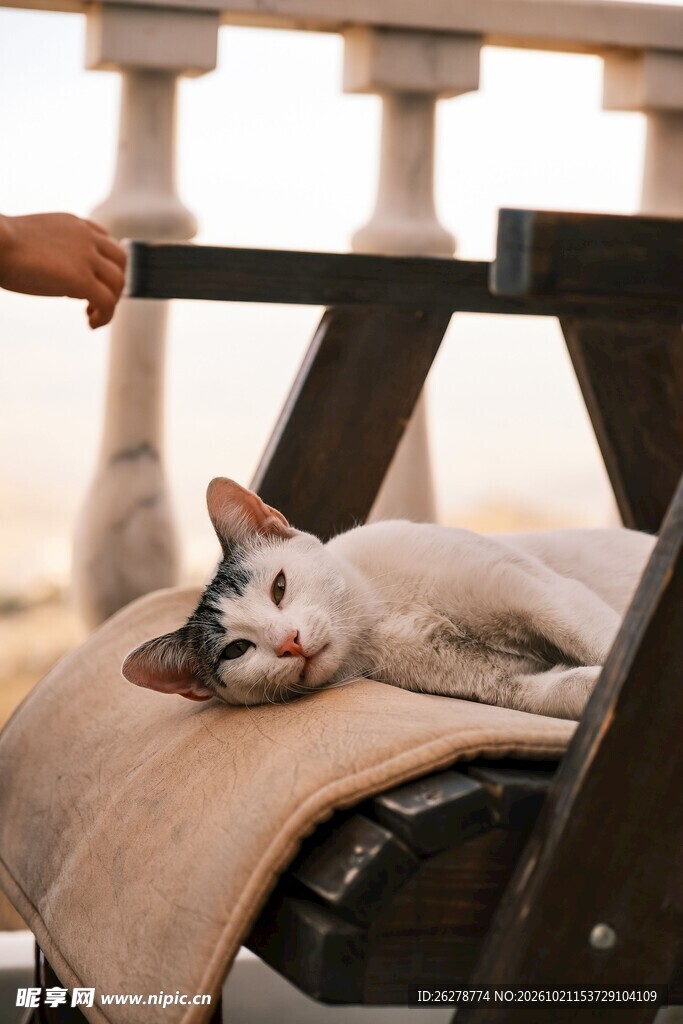 躺椅上慵懒休憩的小猫