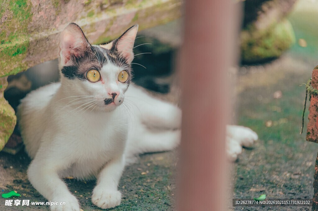 警觉张望的小猫