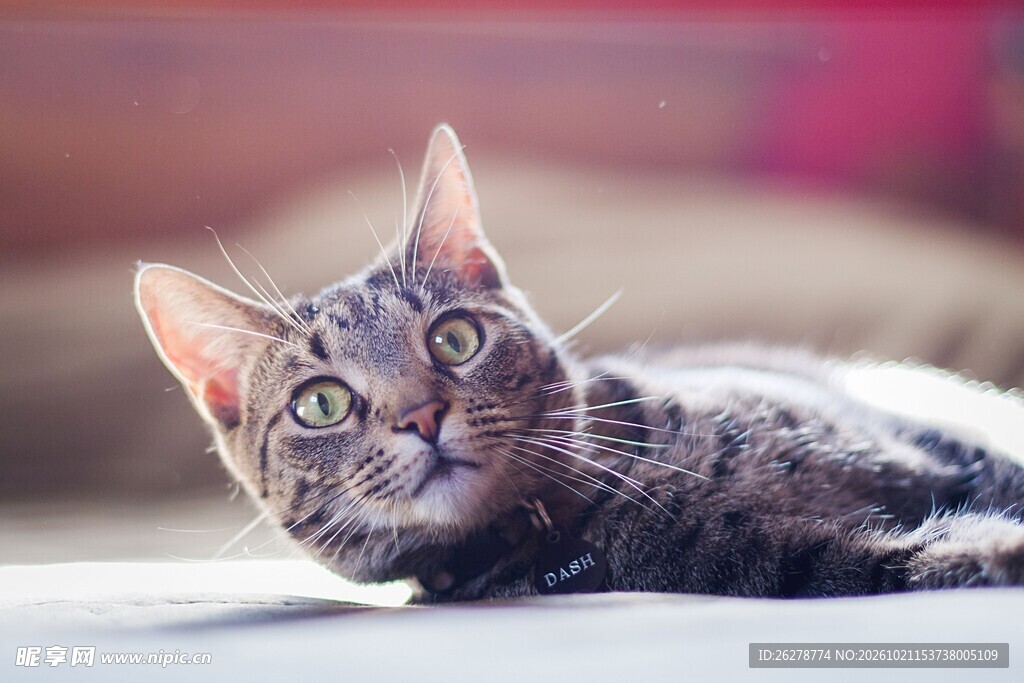好奇的虎斑小猫
