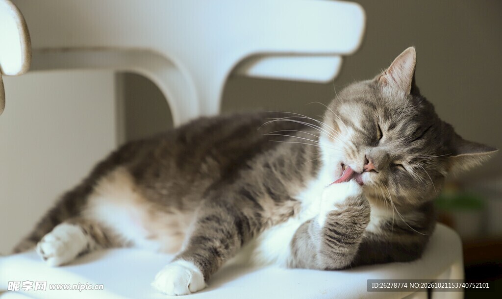 慵懒打哈欠的虎斑猫