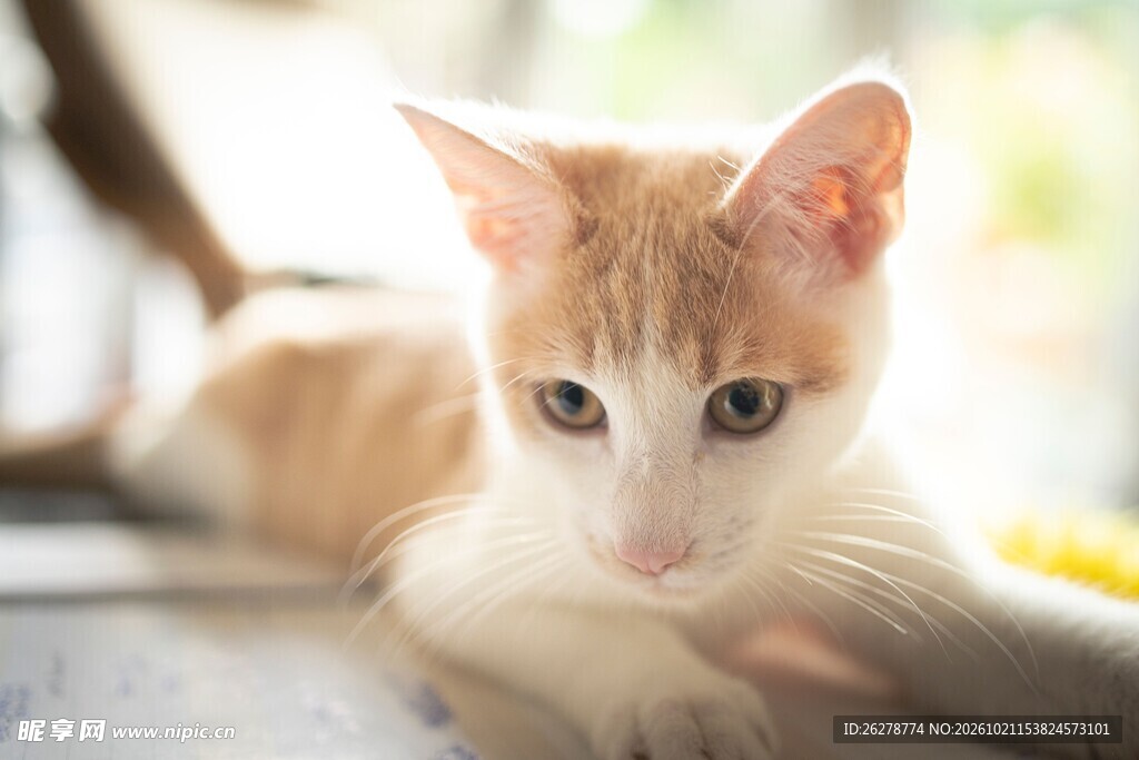 暖光下的小奶猫