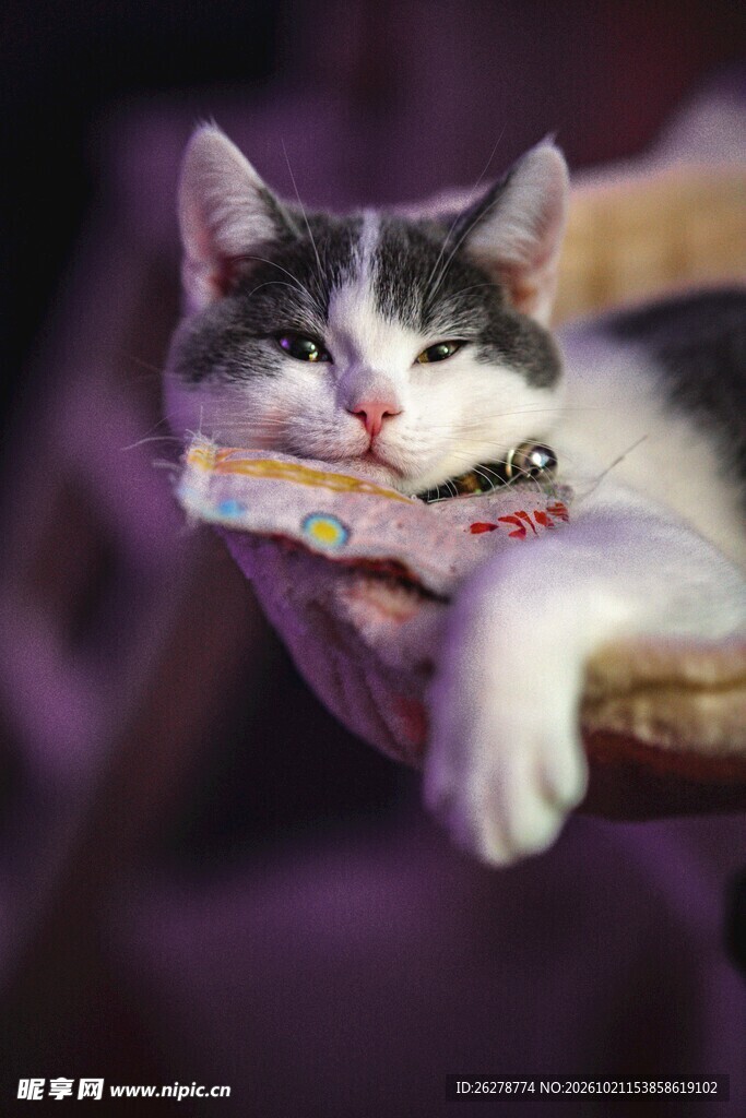 慵懒休憩的小花猫
