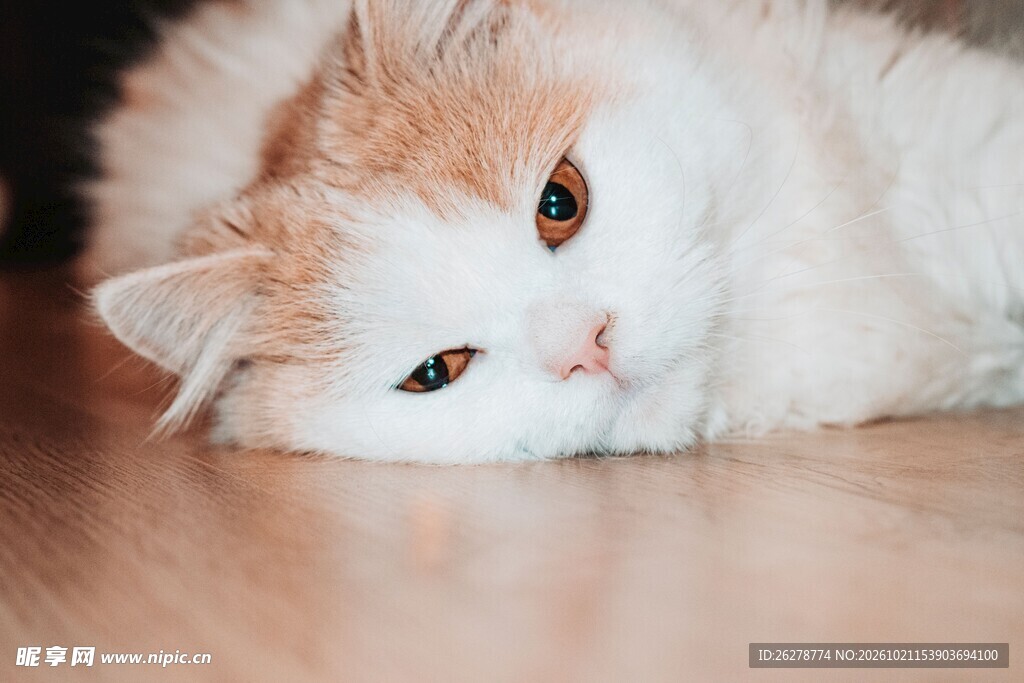 趴桌休憩的可爱猫咪