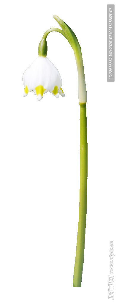单枝雪滴花特写