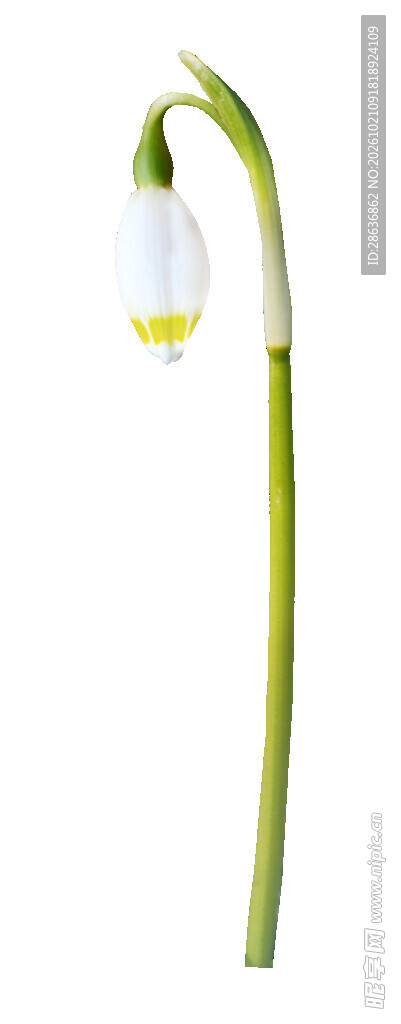 单支雪滴花花苞