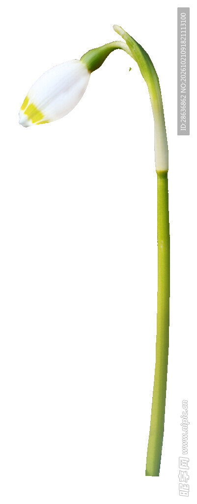 单株待放雪滴花