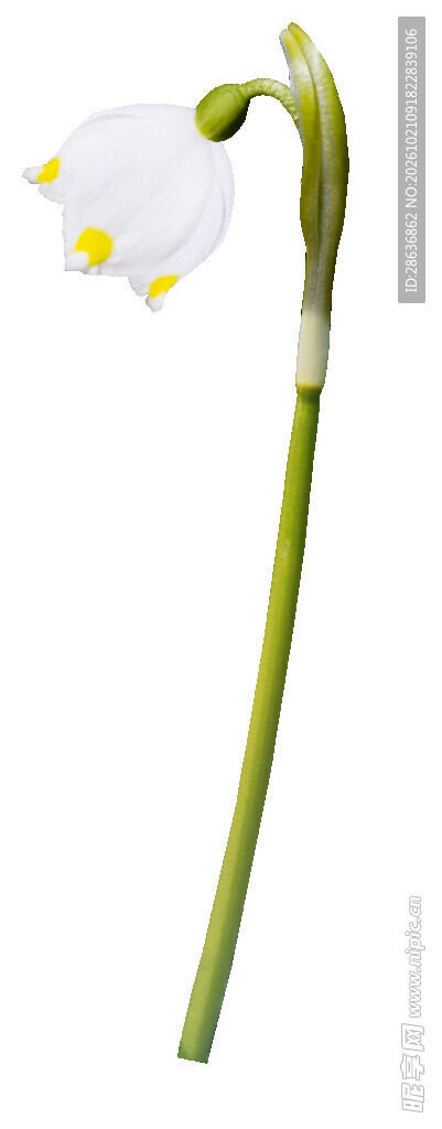 单枝雪滴花