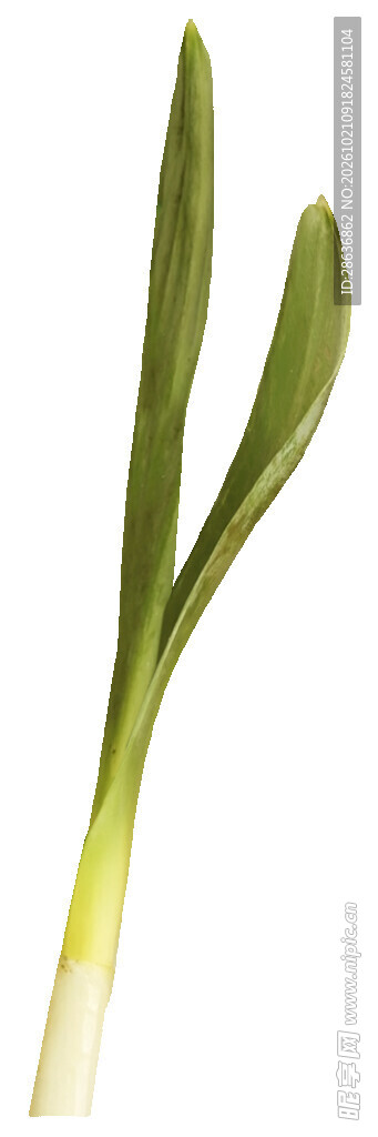 手绘嫩绿草叶