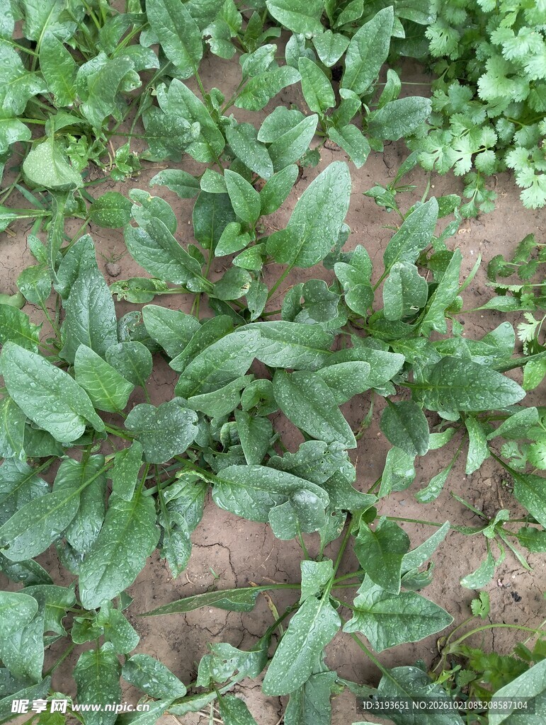 田间野生绿色草本植物