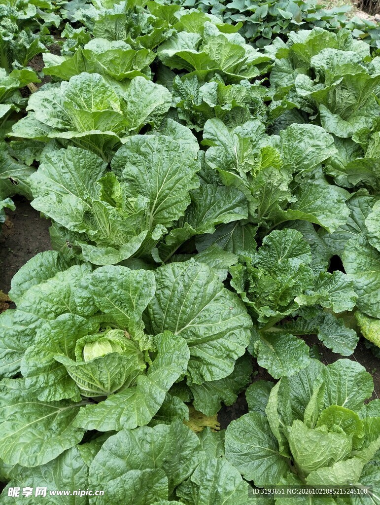 田间生长的大白菜
