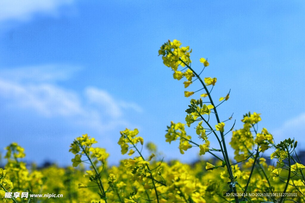 蓝天下的油菜花