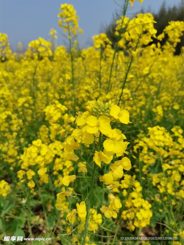 盛开的油菜花田