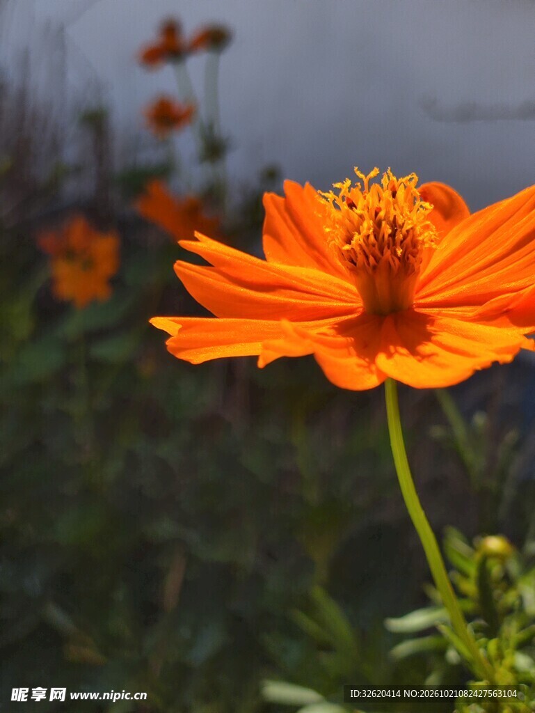 橙色硫华菊特写