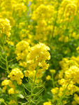 春日金黄油菜花