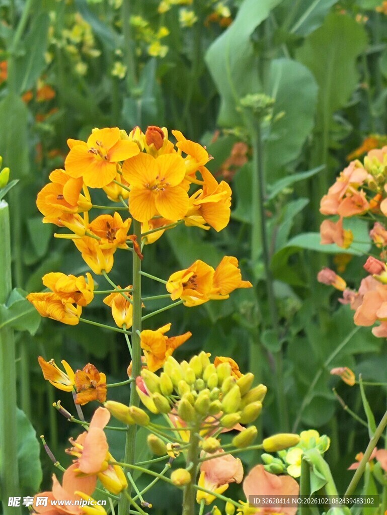 黄花绿植自然小景