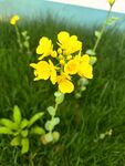 油菜花