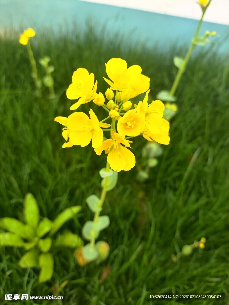 油菜花