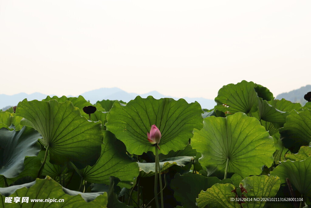 夏日荷塘风光