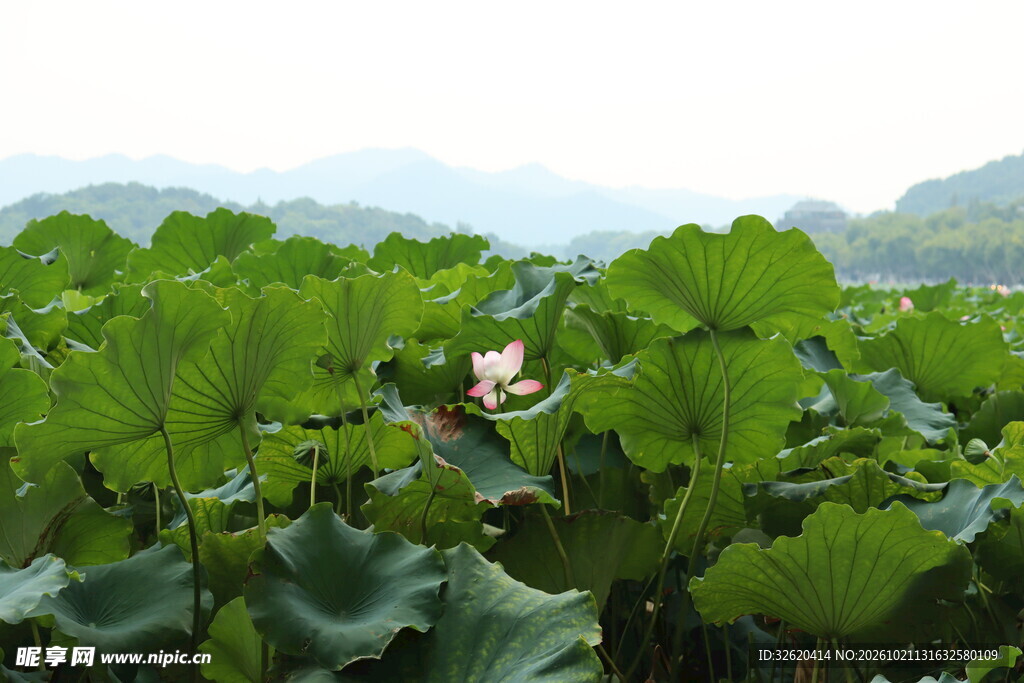 夏日荷塘远山风光
