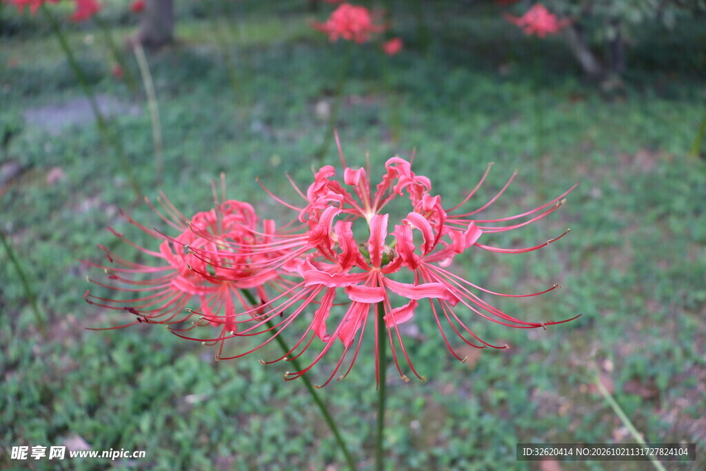朦胧红色彼岸花