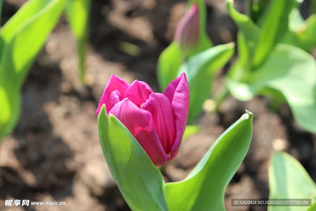 紫红色郁金香花苞