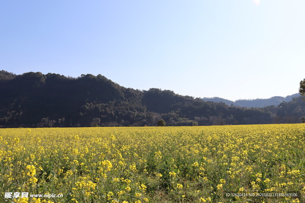 晴空下的花田山野风光